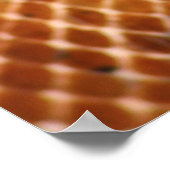 Poster Salmon Boa (Hoek)