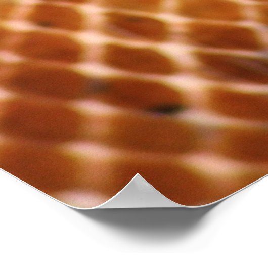 Poster Salmon Boa (Hoek)