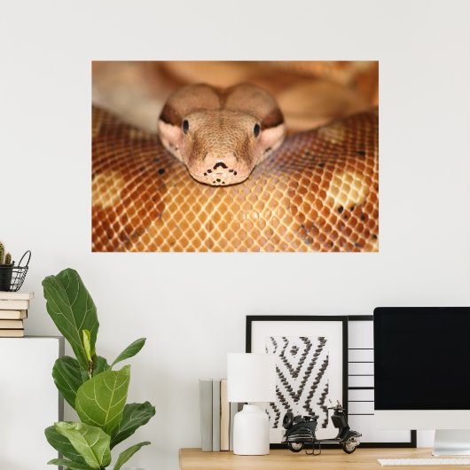 Poster Salmon Boa (Thuiskantoor)