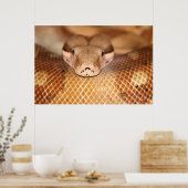 Poster Salmon Boa (Keuken)