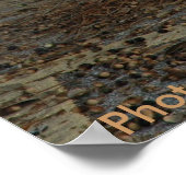 Poster / Sandhill Crane (Hoek)