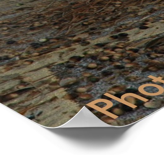 Poster / Sandhill Crane (Hoek)