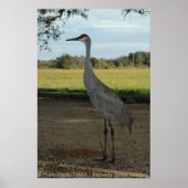 Poster / Sandhill Crane (Voorkant)