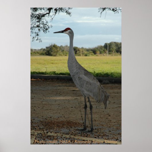 Poster / Sandhill Crane (Voorkant)