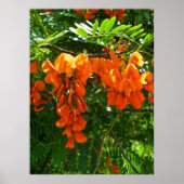Poster Scarlet Wisteria (Sesbania punicea) (Voorkant)