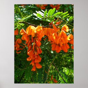 Poster Scarlet Wisteria (Sesbania punicea)
