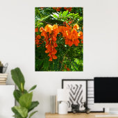 Poster Scarlet Wisteria (Sesbania punicea) (Thuiskantoor)