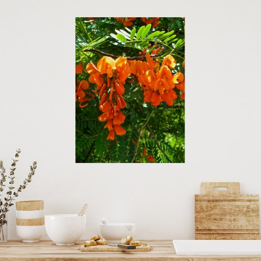 Poster Scarlet Wisteria (Sesbania punicea) (Keuken)