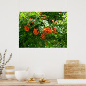 Poster Scarlet Wisteria (Sesbania punicea) (Keuken)