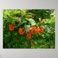 Poster Scarlet Wisteria (Sesbania punicea)
