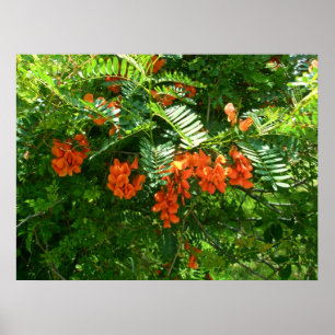Poster Scarlet Wisteria (Sesbania punicea)