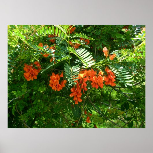 Poster Scarlet Wisteria (Sesbania punicea) (Voorkant)