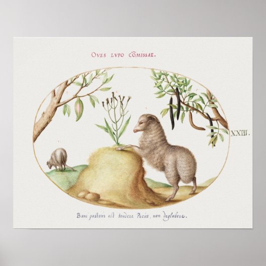  Poster schapen (Voorkant)