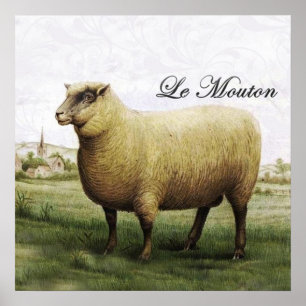 Poster schapen