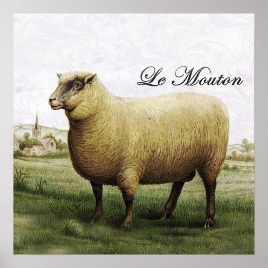 Poster schapen (Voorkant)