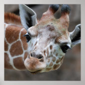 Poster schattige Giraffe (Voorkant)