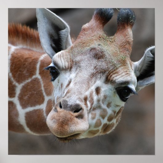 Poster schattige Giraffe (Voorkant)