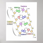 Poster Schema van de chemische structuur van DNA (Voorkant)