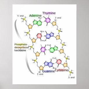 Poster Schema van de chemische structuur van DNA