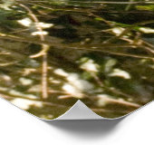 Poster - Schotse wilde kat (Hoek)