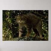 Poster - Schotse wilde kat (Voorkant)