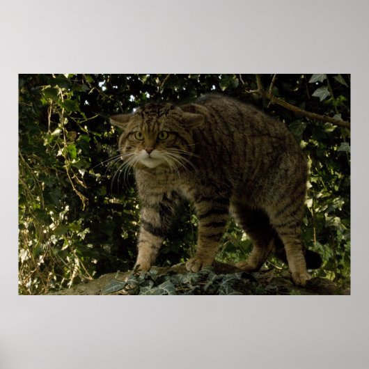 Poster - Schotse wilde kat (Voorkant)