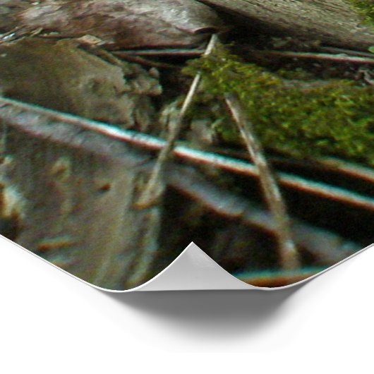 Poster Schuif Fungus op de boomstam (Hoek)