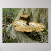 Poster Schuif Fungus op de boomstam (Voorkant)