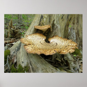 Poster Schuif Fungus op de boomstam