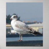 Poster - Seagull op horloge (Voorkant)