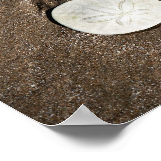 Poster Seashell (Hoek)