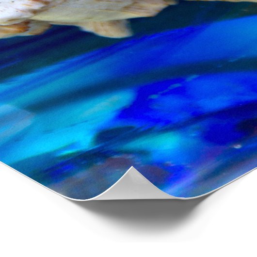 Poster Seashell (Hoek)