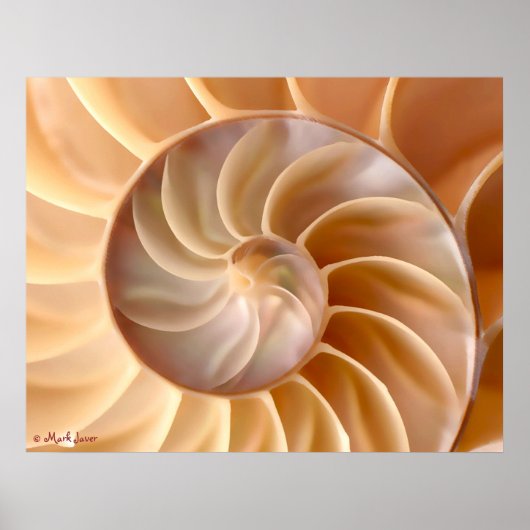 Poster Seashell Architecture (Voorkant)