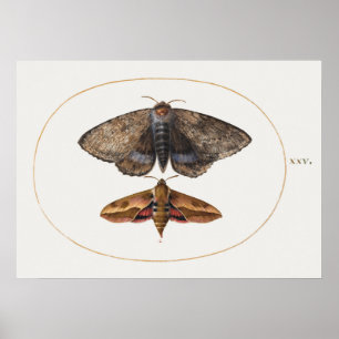 Poster sectie illustratie