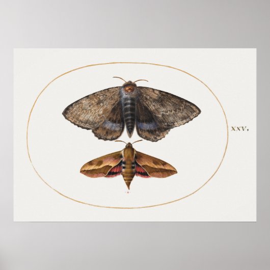 Poster sectie illustratie (Voorkant)