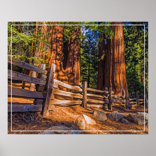 Poster-sequoia's Poster (Voorkant)