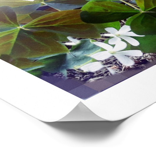 POSTER SHAMROCK (Hoek)