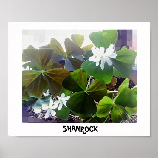 POSTER SHAMROCK (Voorkant)