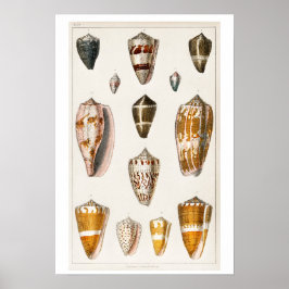 POSTER SHELLS ILLUSTRATION