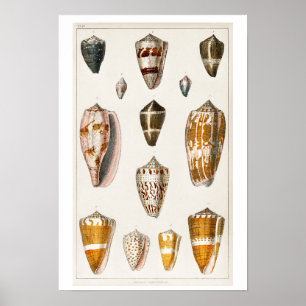 POSTER  SHELLS ILLUSTRATION