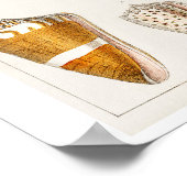 POSTER  SHELLS ILLUSTRATION (Hoek)