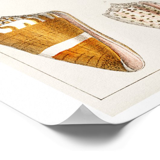 POSTER  SHELLS ILLUSTRATION (Hoek)