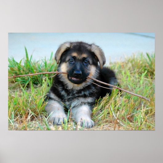 Poster Shepherd Puppy (Voorkant)