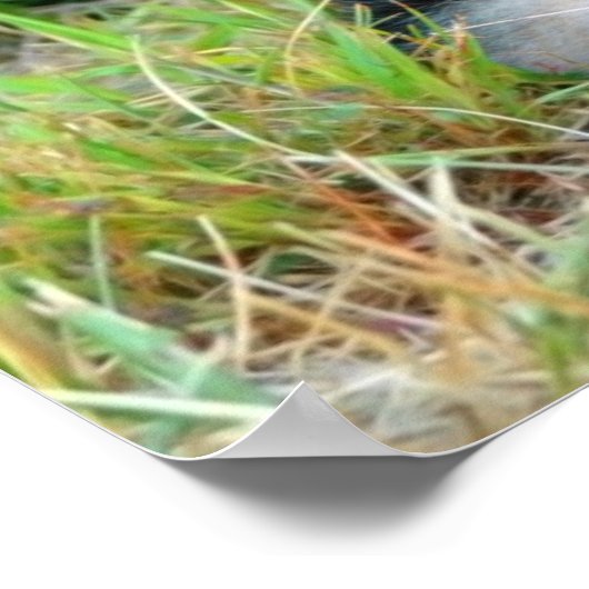 Poster Shepherd Puppy (Hoek)