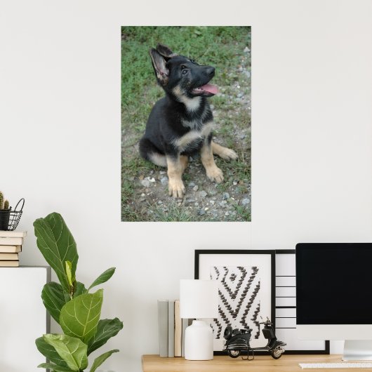 Poster Shepherd Puppy (Thuiskantoor)