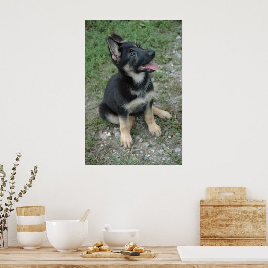Poster Shepherd Puppy (Keuken)