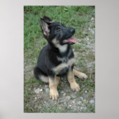 Poster Shepherd Puppy (Voorkant)