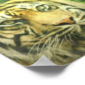 Poster Siberian Tiger Print (Hoek)