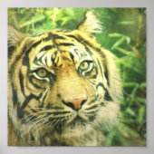 Poster Siberian Tiger Print (Voorkant)