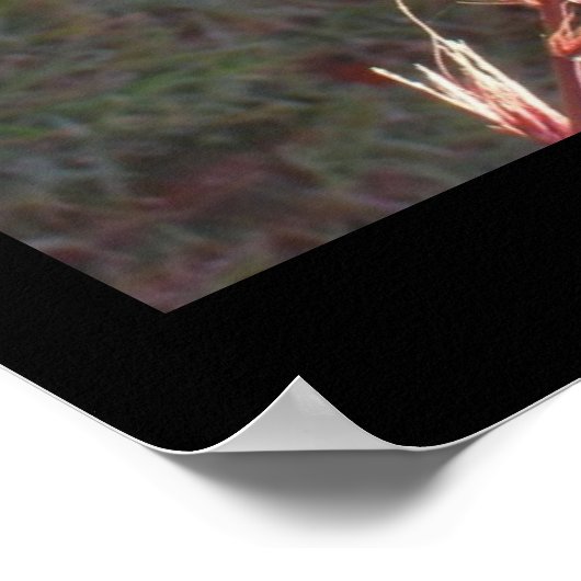 Poster - siergras zaadkop (Hoek)